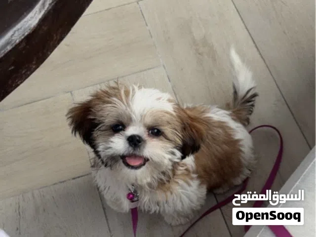 Shih tzu baby بيبي شيه تزو