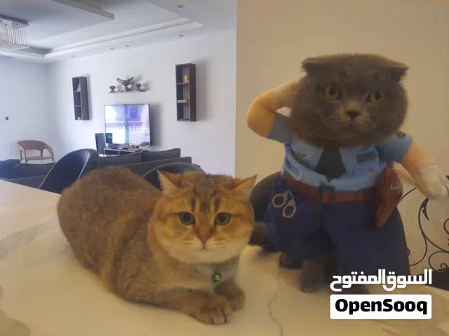 سكوتش فولد