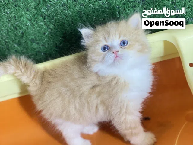 متوفرات للحجز وتساب