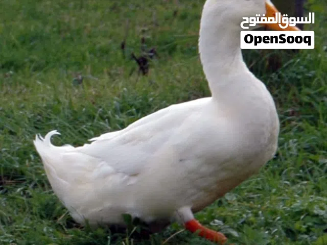 للبيع بط صيني بالجملة العمر أشهر