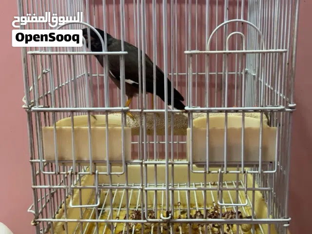 طائر المينا