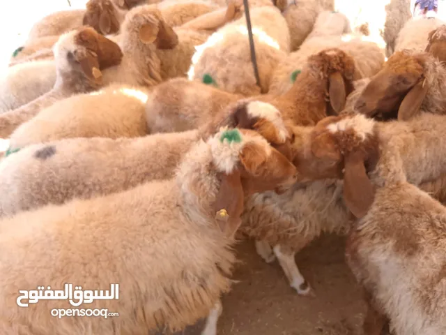 نفس الصور بالضبط أضاحي وعقيقه كبش صحراوي  اوزان من 19 ل30 لحم احجز ضحيتك ذبح أو دون ذبح السعر100ل150