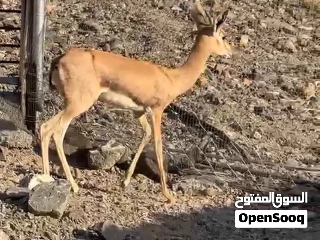 زوج ديماني سلاله عمانيه منتج