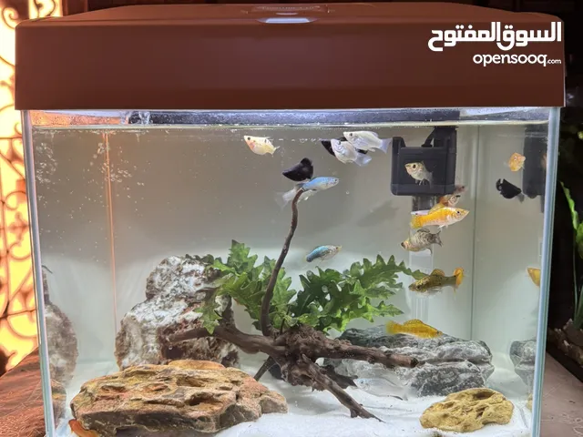 للبيع احواض واسماك ومستلزمات