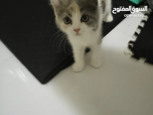قطه أنثى حبوبه تحب تلعب أليفه كثير تحب الأطفال حنونه عمرها شهرين ابيعها مع كل اغراضها