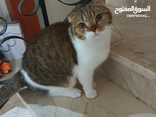 scottish fold for adoption