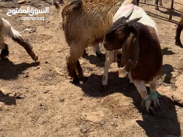 جديات الحم نخب اول