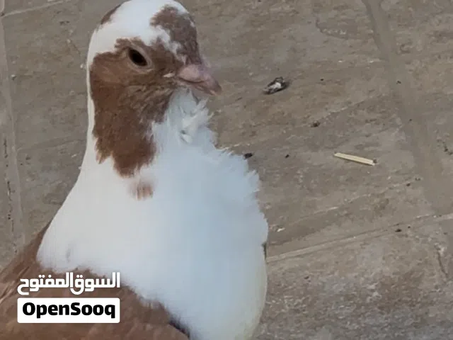 فرخ براء عمر من شهر ونص إلى ثلاث شهور أربع طباع بالصلاة على النبي وسعره حرق اقرأ وصف