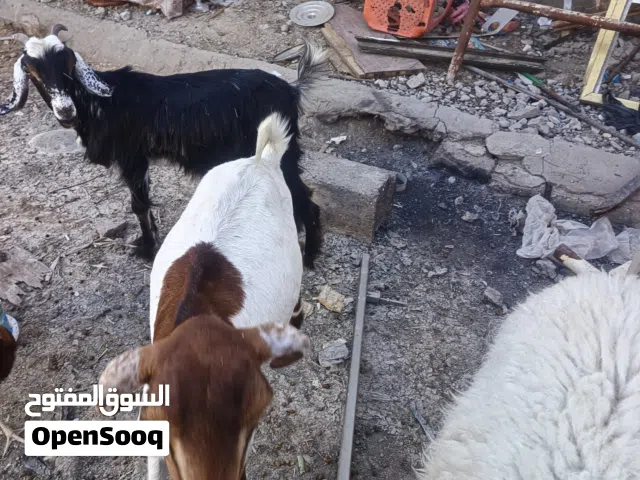 ماعز البيع