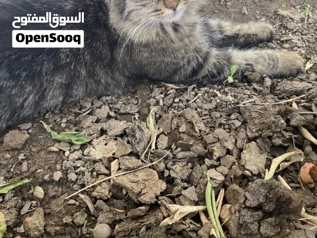 قطه شيرازيه للبيع