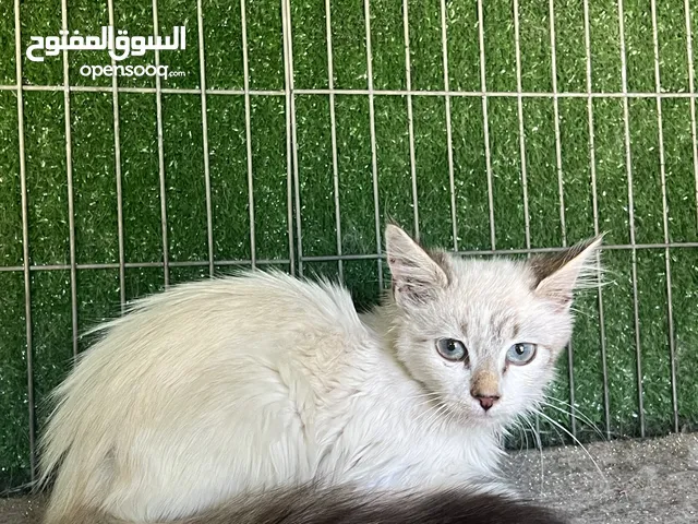 السلام وعليكم  اربعه قطط زوز اينات زوز ذكوره ربي يبارك طرابلس توصيل فقط