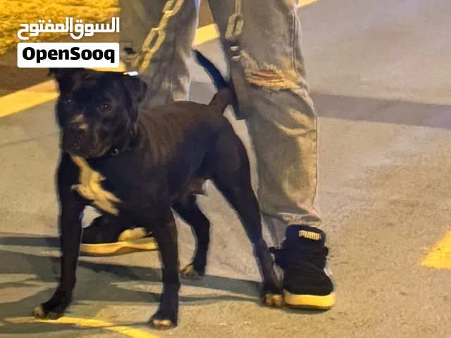 انثى بيتبول مستوى عالي