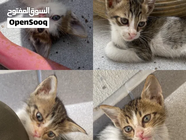 قطط للتبني