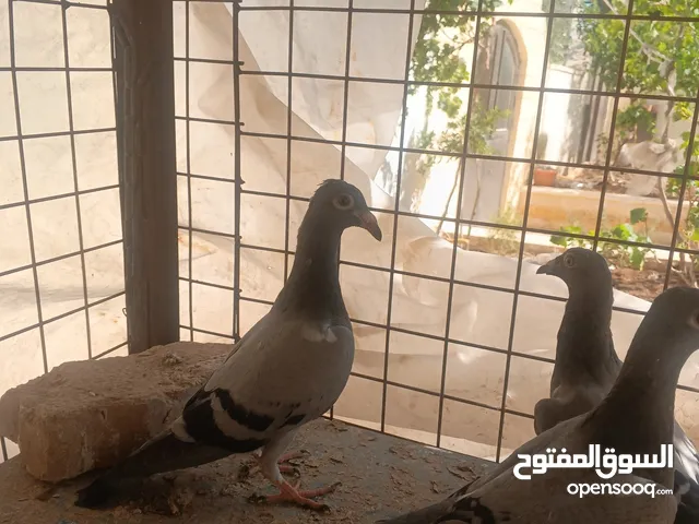 حمام زاجل فطام جديد دماء قوية ثلاثة فراخ نخب مطلوب 12دينار اربع دينار الواحد