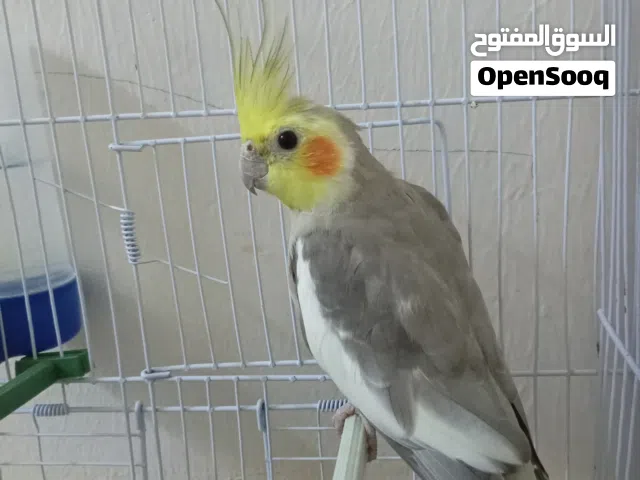 السلام عليكم الله يبارك ذكر كوكتيل حبشي السعر 140ريش المكان مصراته