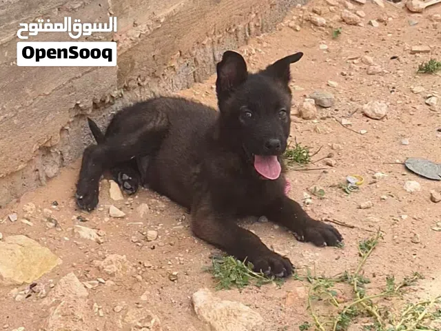 جرو مالينوا مكسيكي حاجه الله يبارك تخنيجه شراسه ومعاه كتيب ومطعم العمر 3 شهور للبيع