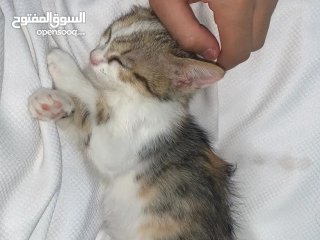 قطه للتبني