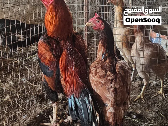 طيور مستورد ونسل مستورد مستوى قوي