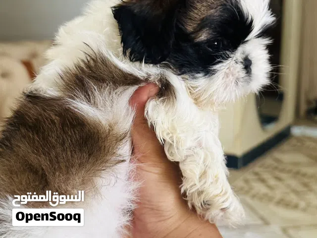 جرو شيتزو 45 يوم اهالي مستورده