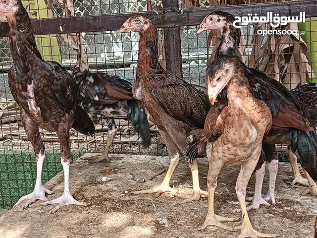 دجاج باكستاني سندي ميوالي