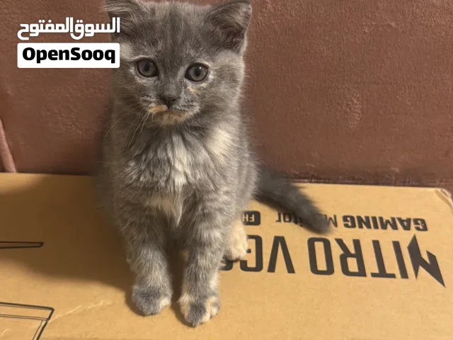 قطط جميله للبيع باقل سعر