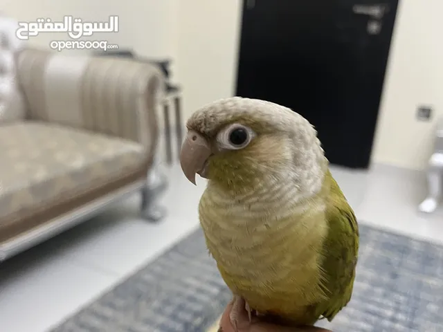 كنيور اناناس