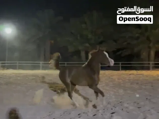 مهر عربي أصيل (عساف أم) حفيد البطل EXXALT - واصل بدم ملكي