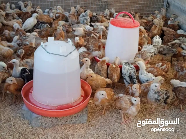 دجاج الفرنسي الكوولمبي الاصلي البيوووور احجام كبيرة وغزارة في إنتاج البيض