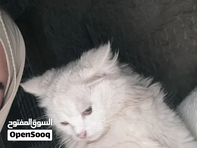 قطتين للتبني