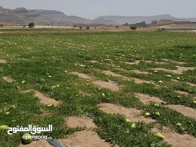 حبحب بجودته العاليه من المزرعه تماما