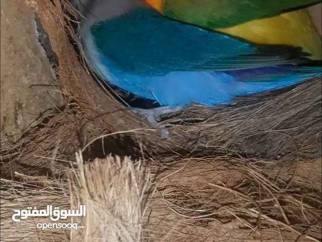 Fisher lovebirds breeding pair