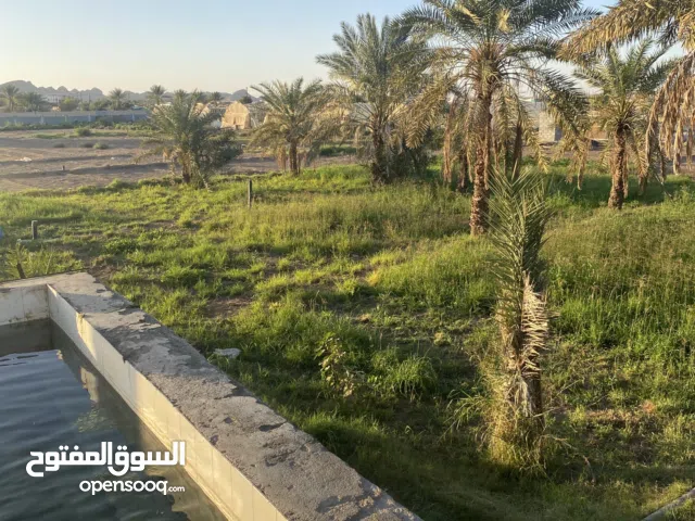 Farm Land for Rent in Buraimi Al Buraimi