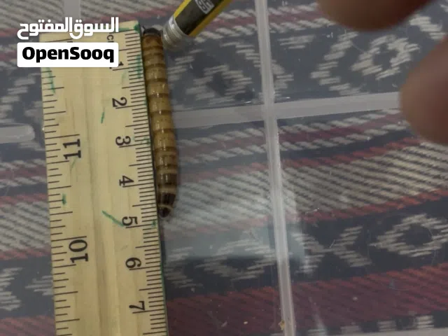 عتل الحجم الكبير للبيع
