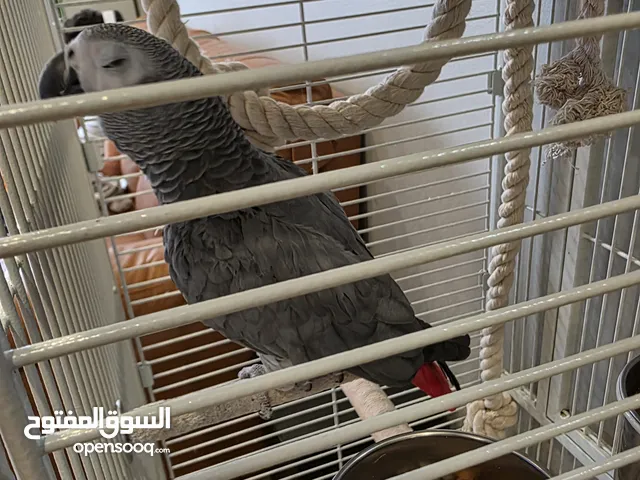 للبيع كاسكو ربوه يتكلم ويلعب