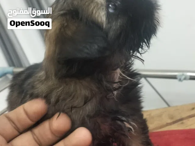 كلب شيتزر انثي عمر 3 شهور