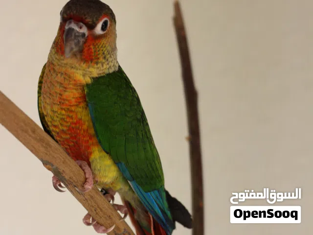 فرخ كنيور اناناسي