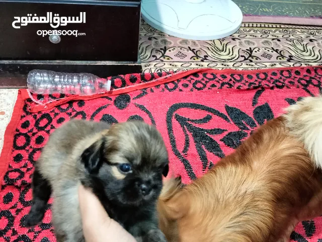 جراوي بيكنواه
