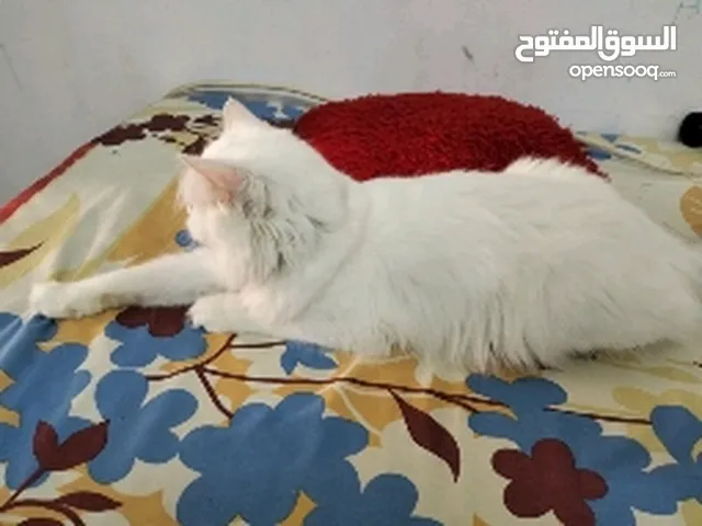 Persian cat Femail