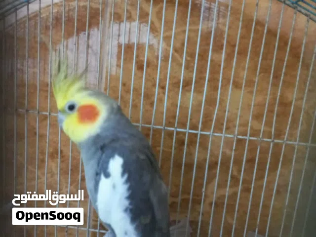 ببغاء كوكتيل