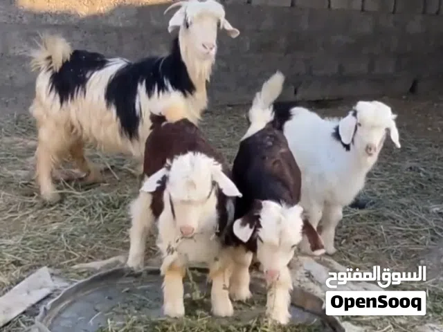 للبيع اغنام وتيوس جمله 13