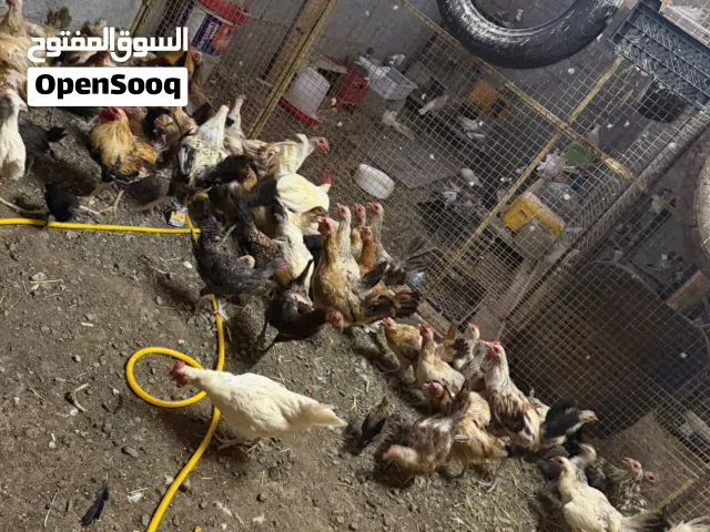 دجاج عمانيات للبيع كبار وشي صغار