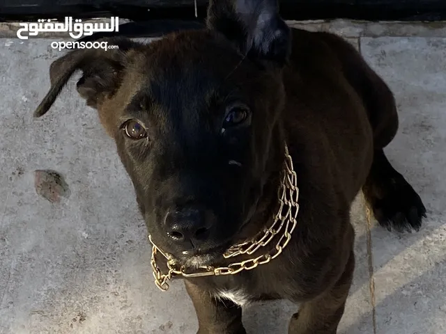 مالينو ذكر الاب استيراد بلجيكا والام خط دم صربيا