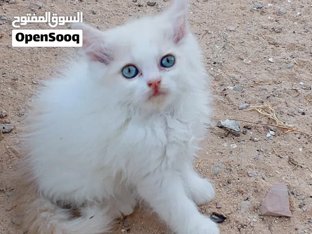ذكر شيرازي عمر شهر ونص