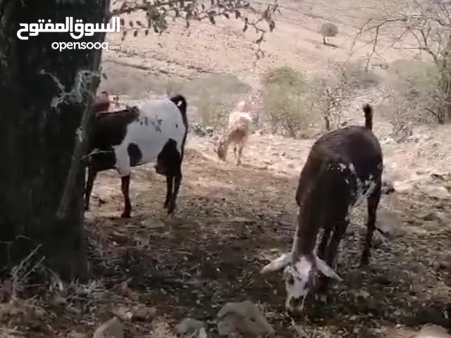 أغنام محليه ذبائح وتربيه للبيع