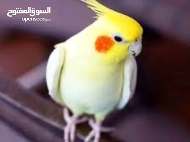 مطلوب ذكر كوكتيل لاتينو شغال