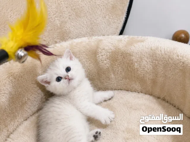 ذكر بريتش بلو شورت هير للتزاوج