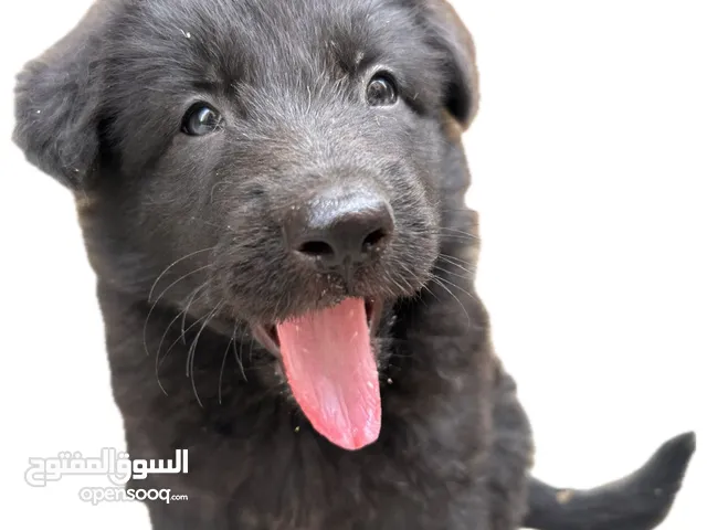 جرو بلاك رويال جيرمان