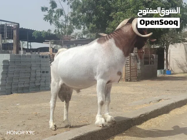 للبيع تيس من فصيله البارقوت