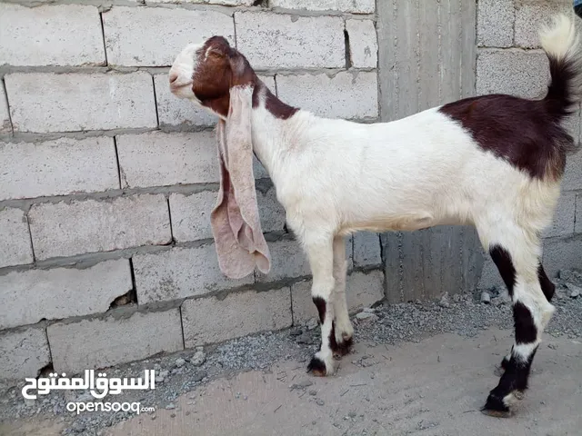 بيع حيوانات