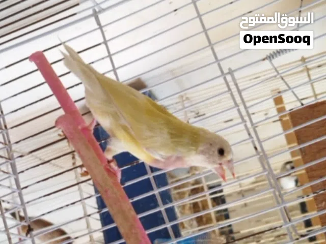 انثي قولدن فنش